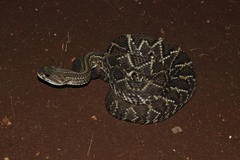 Crotalus durissus terrificus