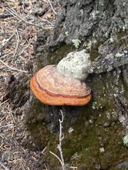 Fomitopsis schrenkii
