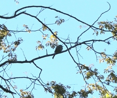 Myiodynastes maculatus