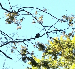 Myiodynastes maculatus