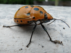 Augocoris gomesii