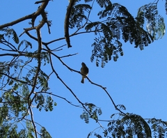 Camptostoma obsoletum