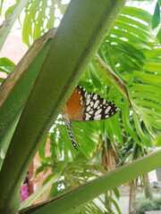 Hamadryas fornax
