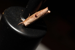 Pilostibes stigmatias