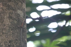 Draco