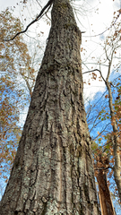 Quercus montana