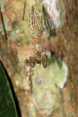 Pandercetes