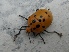 Augocoris gomesii