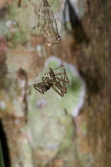 Pandercetes