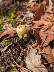 Calostoma lutescens