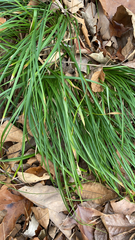 Carex pedunculata