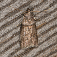 Acrobasis caryae