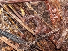 Cleidogona