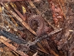 Cleidogona