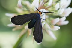Ctenucha rubriceps