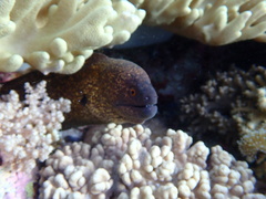 Gymnothorax flavimarginatus