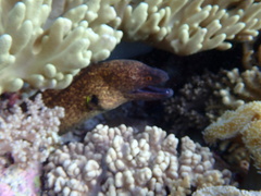 Gymnothorax flavimarginatus