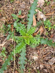 Cirsium horridulum