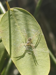 Thaumasia