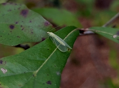 Chrysoperla rufilabris