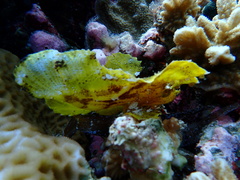 Taenianotus triacanthus