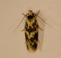 Barea euprepes