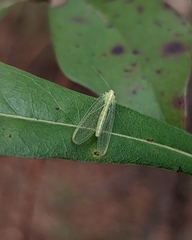 Chrysoperla rufilabris