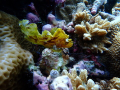 Taenianotus triacanthus