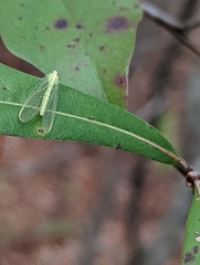 Chrysoperla rufilabris