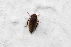 Aphrodinae