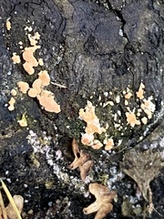 Aleurodiscus amorphus