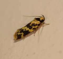 Barea euprepes