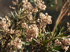 Baccharis salicifolia