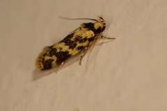 Barea euprepes