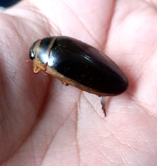 Dytiscus habilis