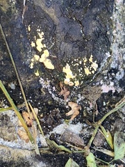 Aleurodiscus amorphus