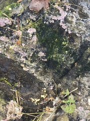 Aleurodiscus amorphus