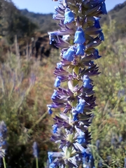 Salvia lavanduloides