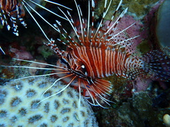 Pterois antennata