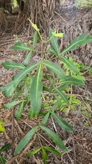 Pseudopanax crassifolius × lessonii