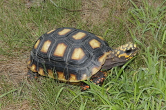 Chelonoidis carbonarius