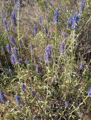 Salvia lavanduloides