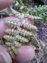 Myriopteris fendleri