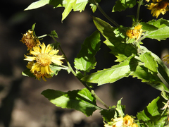 Verbesina encelioides