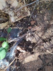 Dolichothele exilis