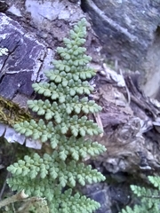 Myriopteris fendleri