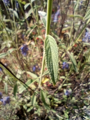 Salvia lavanduloides