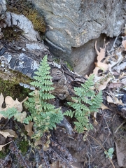 Myriopteris fendleri