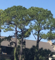 Pinus elliottii