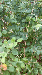 Lonicera maackii